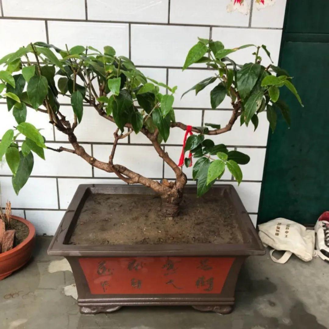 枯萎|9种花是富贵命,必须大盆养,小盆养会憋死