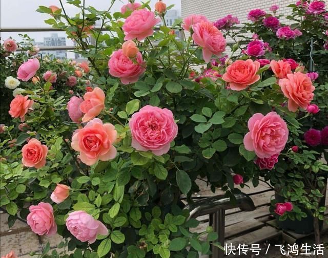 效果|过期的“小药片”磨成粉养花,比生根剂、多菌灵“效果”还要好