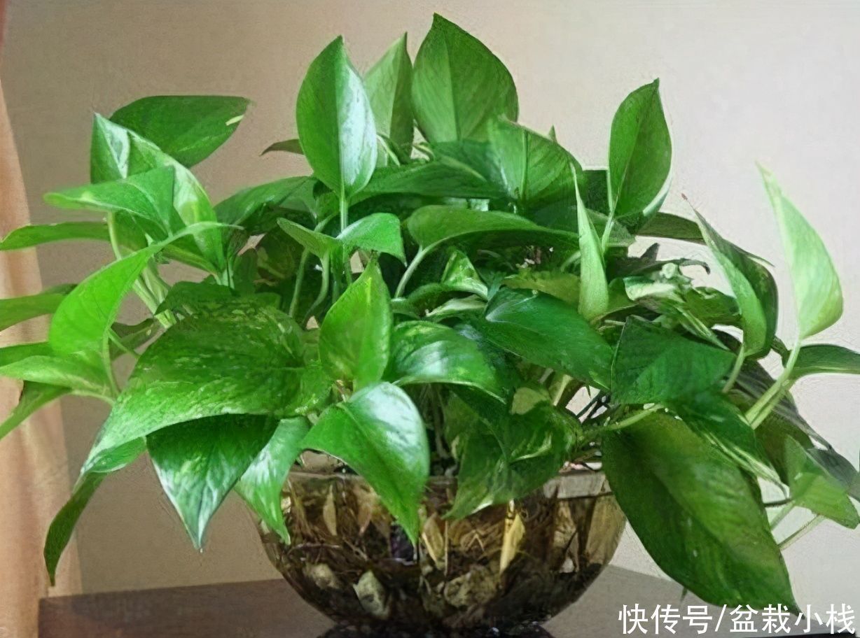 6种花,盆盆不超10块钱,买回家好养又好看