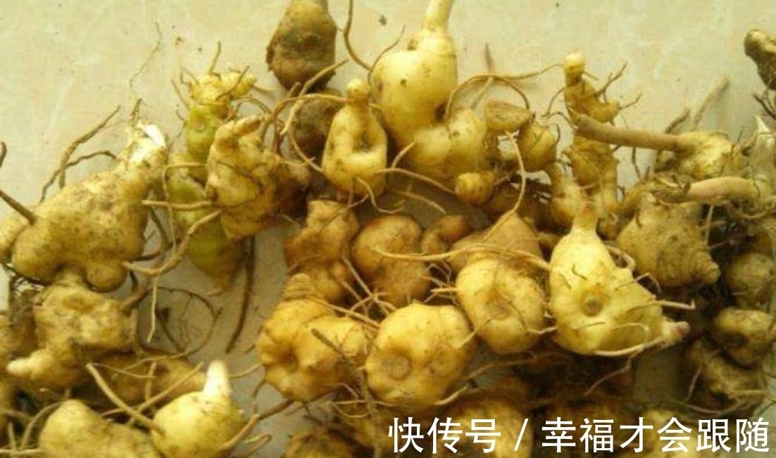 笔管菜|农村里毫不起眼的野草，30年前还被当猪食，现食用药用观赏一体