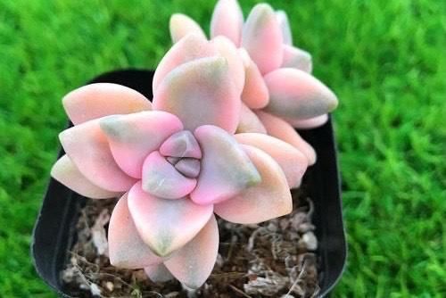  出状态|2020年多肉界的“4大天王”，冰玉王者归来，美杏锦独领风骚