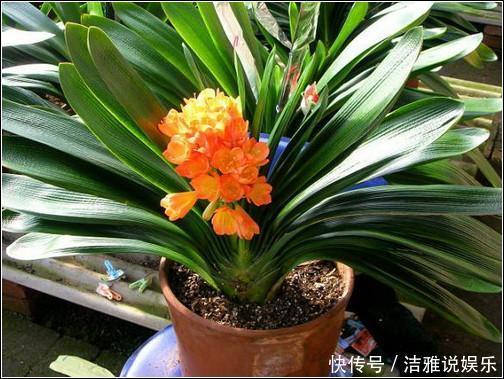 给君子兰“喂”了点小饲料,它竟连着四个月猛开花