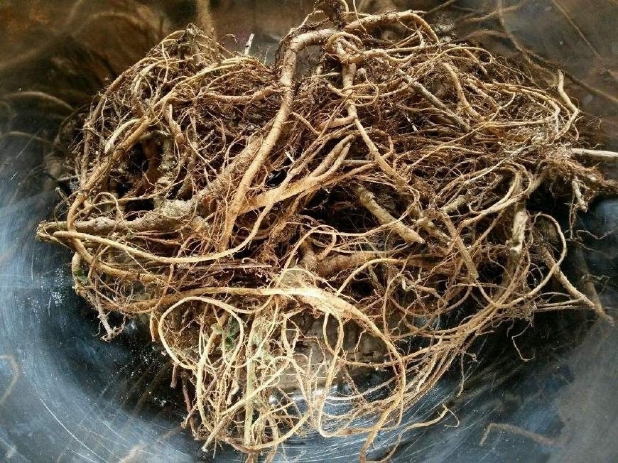 中华本草|农村一奇特野草,根似人参,用来炖肉有奇效,曾是穷苦人的救命草