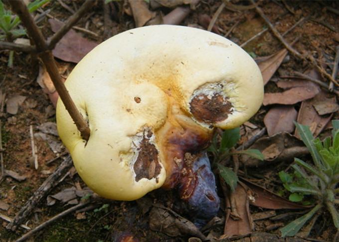 肝病毒|孙思邈留下养肝金方,用这3物泡水喝,坚持7天,还你一个婴儿肝