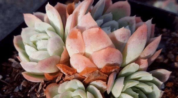 想要让多肉形象好,就应该及时的砍头,砍头后要注意这些细节