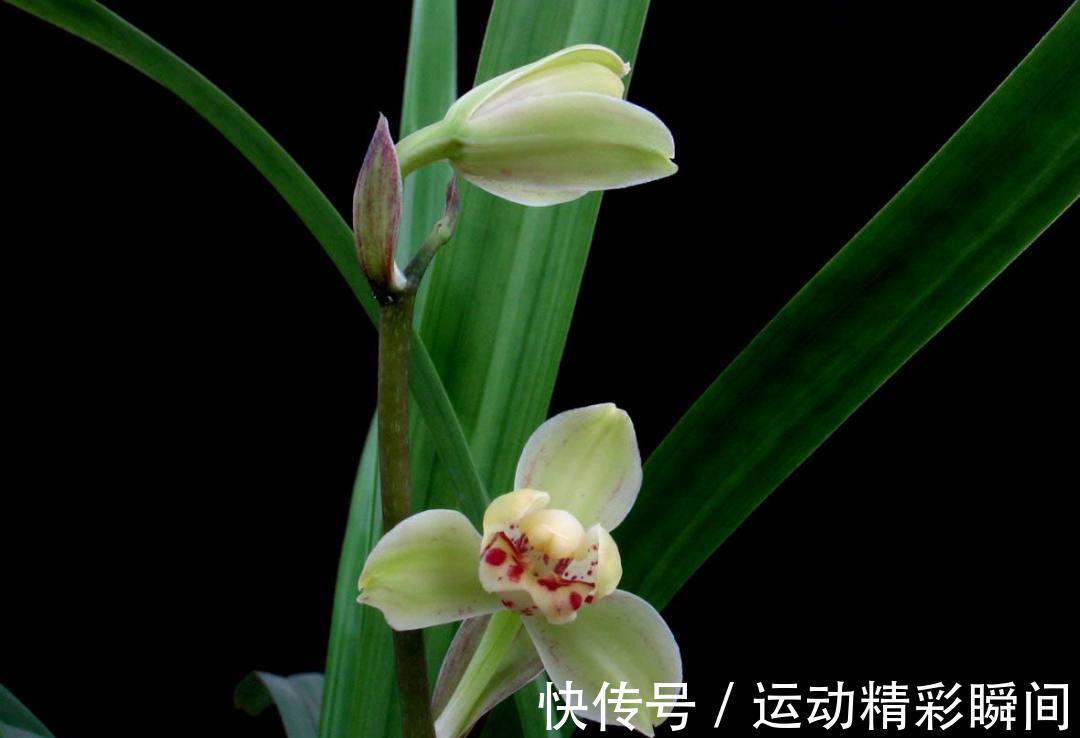 老祖先说:家中养3兰,吉祥又平安,花友:很有道理