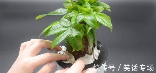 喷壶|不管多难养的花,浇水时加点它,不黄叶还不烂根,比花肥还好用