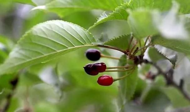 血压高别再怕,4味中药泡茶喝,血压喝一次降一次,赶快行动吧