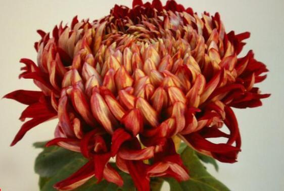 喜欢菊花，不如养盆“菊中珍品”，碧洁如玉，花姿妖艳