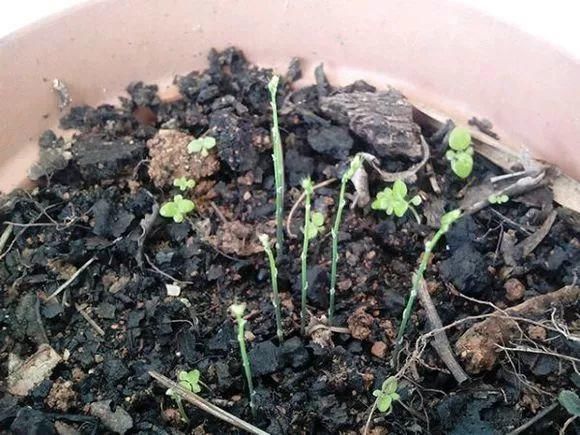 试试看|花盆里插1根筷子,解决了养花人的大难题,快试试看!