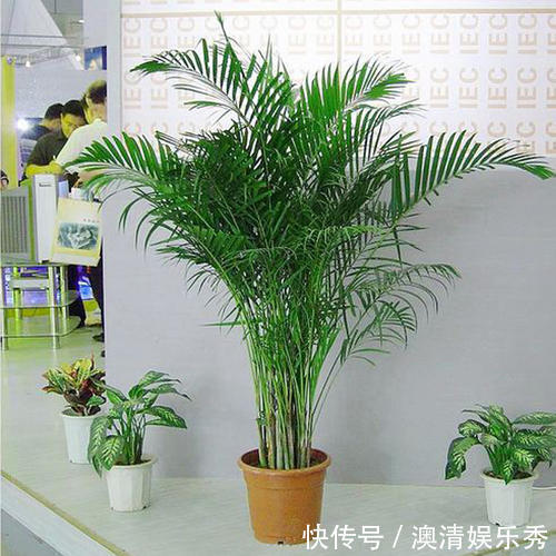 叶片|客厅种上4种花,大气上档次,越养越干净,来客倍有面子!