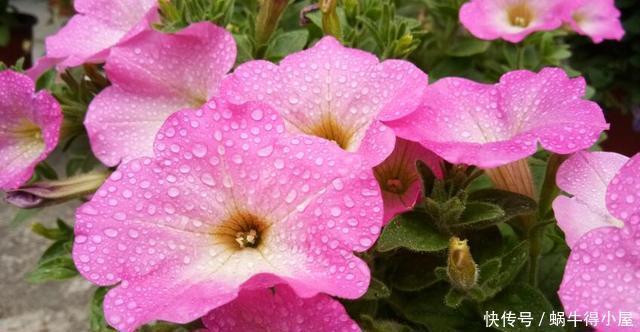 超简单的矮牵牛花暴盆方法,新手也能轻松暴盆