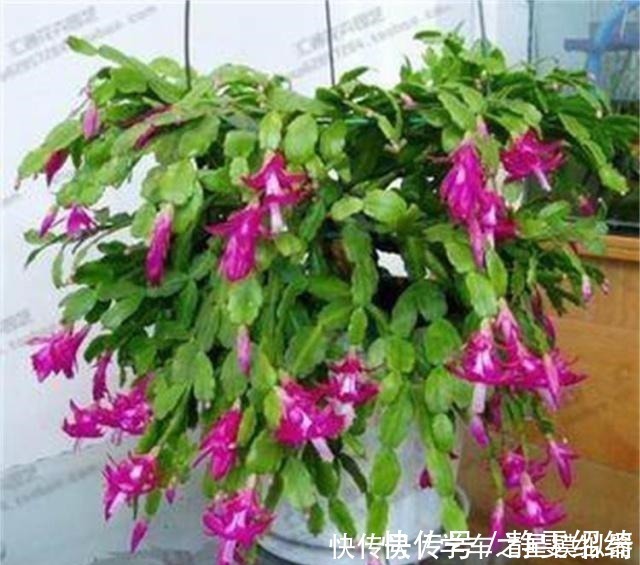 溶液|养蟹爪兰,别只浇水,用点这种“溶液”,茎节横生开花红红火火!