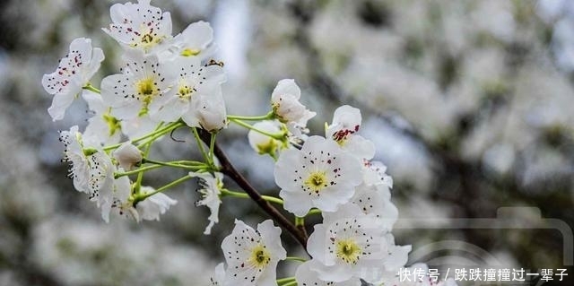 三月雪白盛开的梨花，冰清多姿的花朵芳香四溢，春日动人的风景