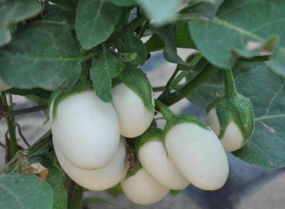 奶奶在阳台种“鸡蛋”,6个月采摘,1次收获“5斤”,够全家吃