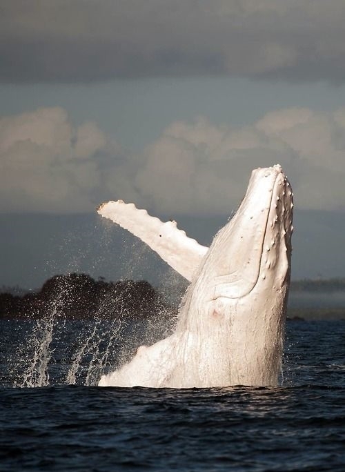 它们罕见而美丽，有的甚至需要涂防晒霜来防晒伤