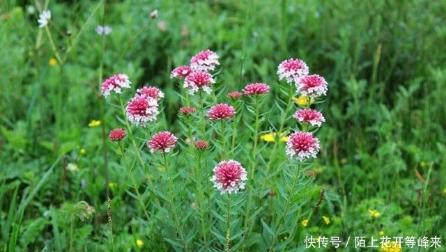 这几种野草的名字听上去很吓人,其实都是救命的药材,大家见过吗