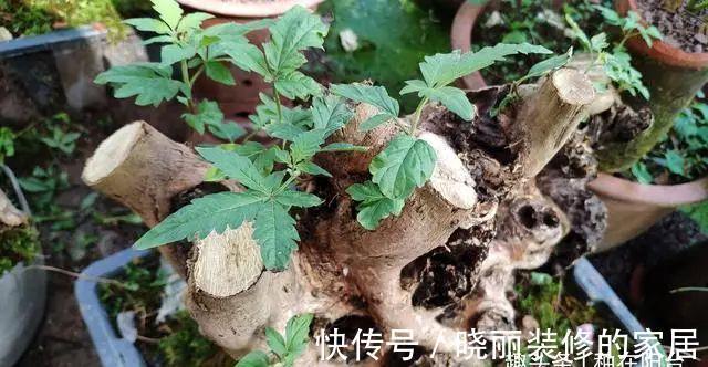 台友们|精辟:黄荆盆景造型,需体会“蟠扎骨架,修剪成型”!