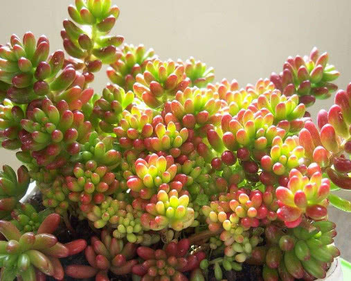 多肉虹之玉叶片晶莹剔透，教你3个盆栽虹之玉的小妙招，惊艳到你