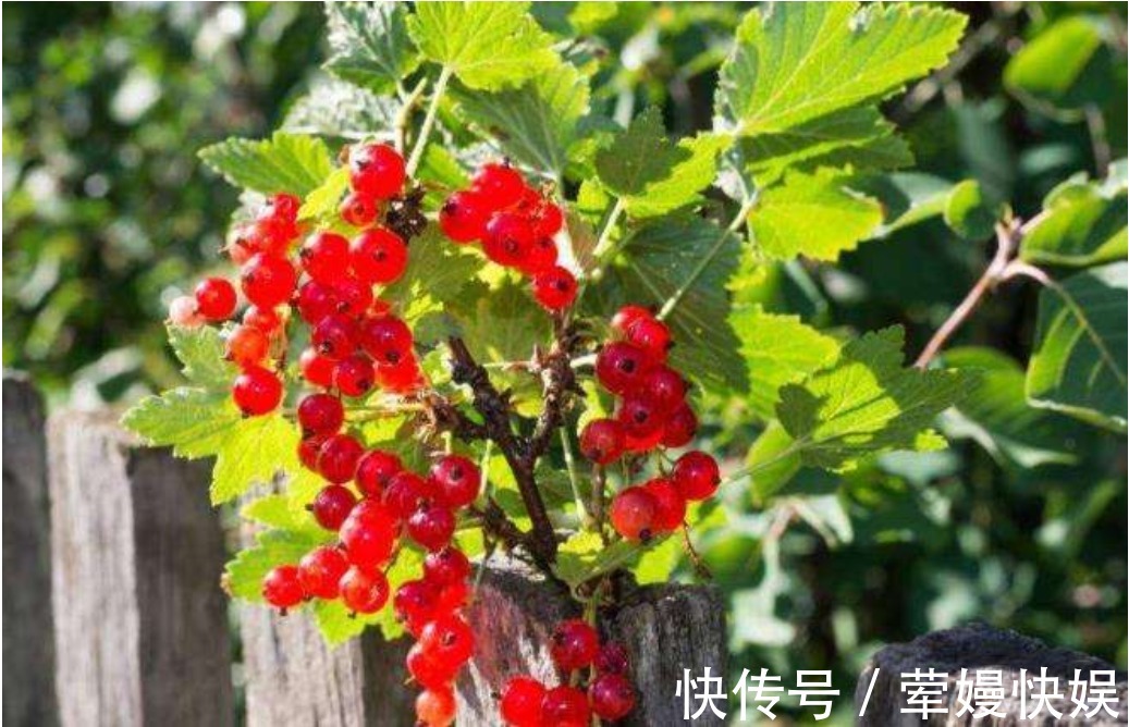 红加仑|老人常说,家中养花不如养“荷花包”,不仅镇宅而且寓意满满