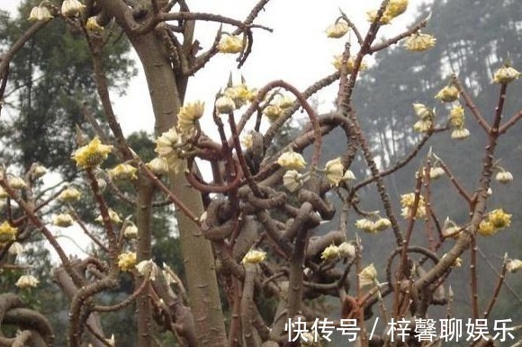 打结|这个植物,俗称“打结花”,树枝碰一起就会打结,价值丰富!