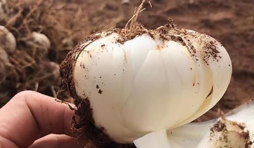 皮肤|5种天然的“玻尿酸”，女性们要多吃，有助于美容养颜，延缓衰老