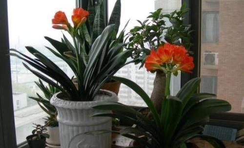 家里的“这个垃圾”不要扔,用来养花好处多,再也不用买花肥了!