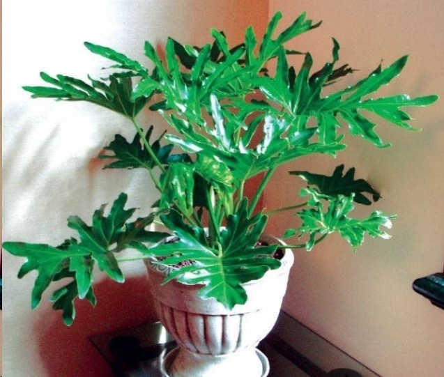 风信子|这18种超级好养的植物,养花新手也能养的很好!