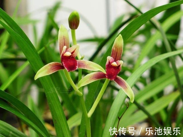 鸡血|性价比最高的兰花,花色鲜红如鸡血,花香浓郁如香水,比绿萝好养