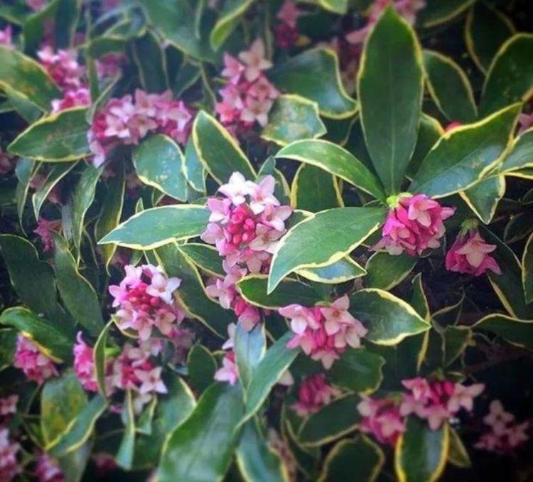 正月二十八,家里养上4种花,花姿妖娆,四季繁花似锦,美