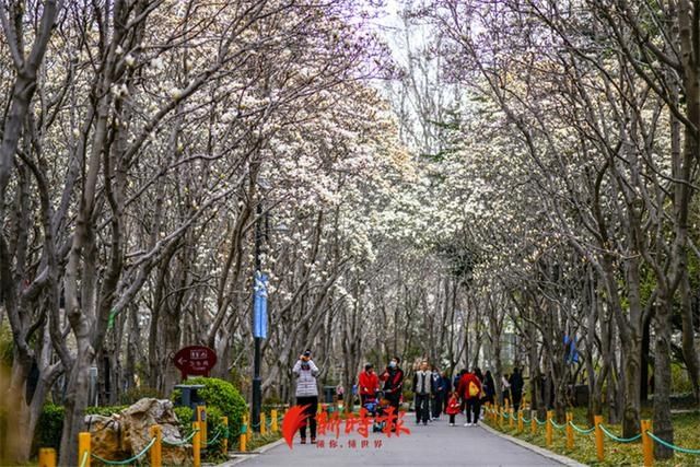 济南这条玉兰花大道，专治低头族