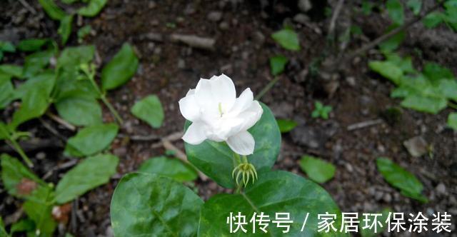 开花枝|养殖茉莉花时,这4种枝条要及时进行修剪,否则难以开花