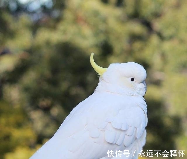 葵花鹦鹉多少钱一只