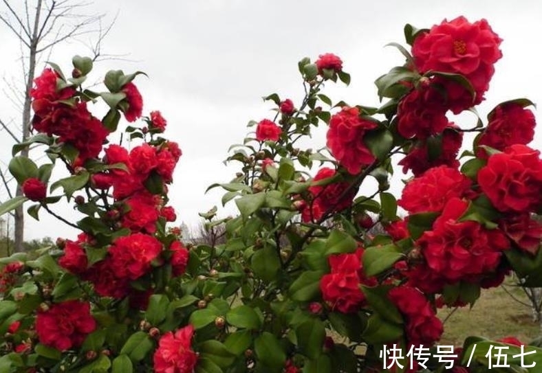 忘了月季吧,此花颜值高香味浓,零下20℃照样生机勃勃