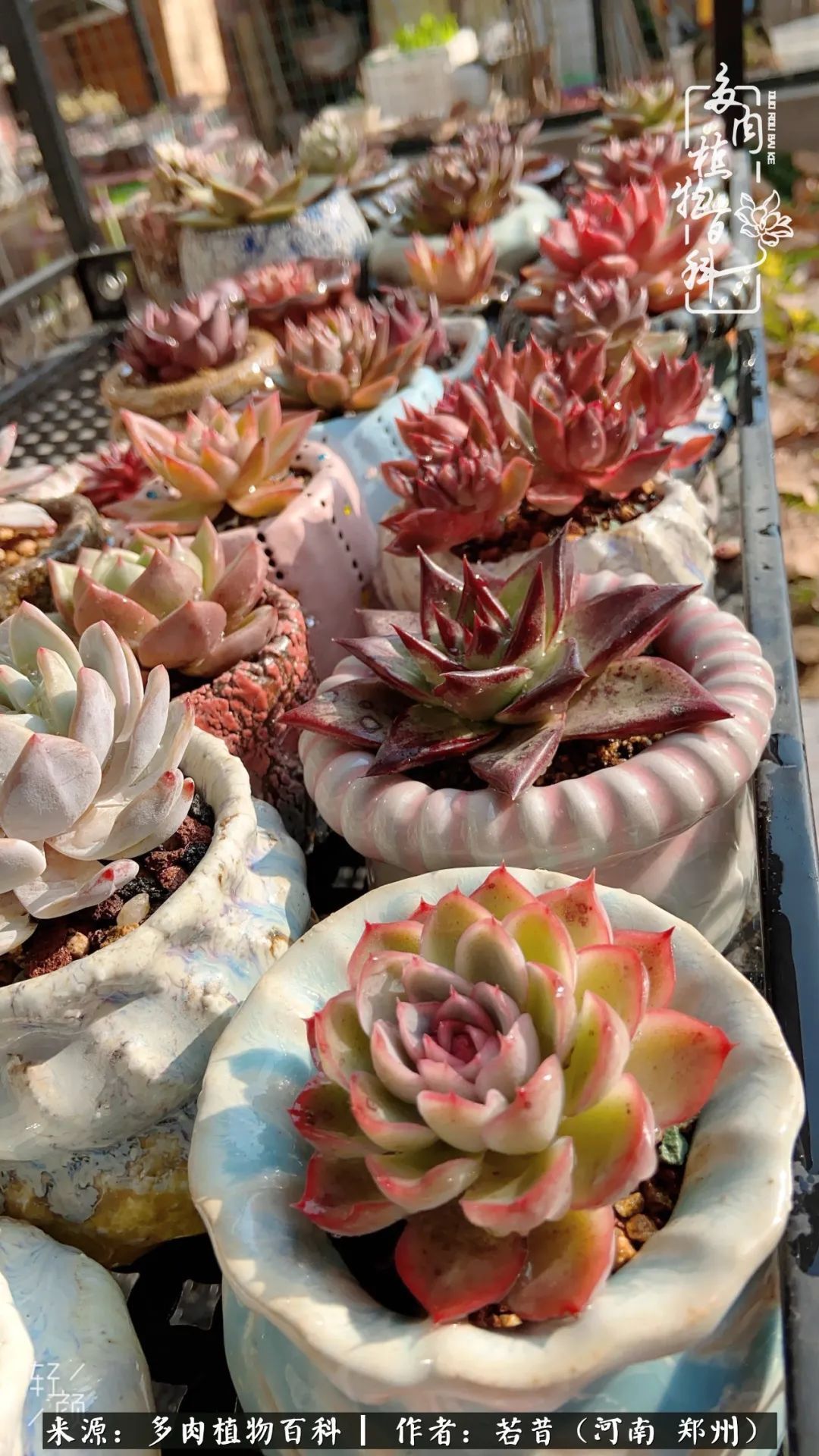 迷你小院儿，种满多肉、花草和蔬果，沉醉在自己的世外桃源！