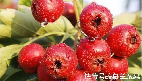 泡水|山楂和它泡水，连喝一周湿气全消，漂亮女人每天都在偷偷喝