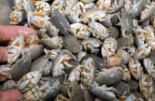 小伙|小伙街边卖“罕见”海鲜,15元一斤,路人不敢买,内行人买走十斤