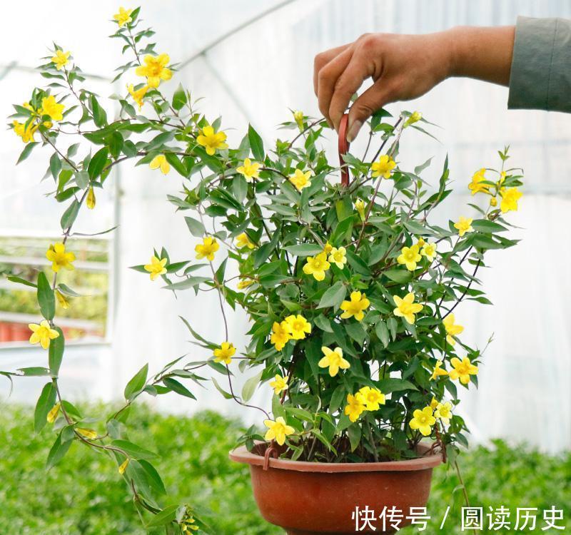 有些“网红花”,都带“毒性”,瞪大眼睛看清楚,别瞎买