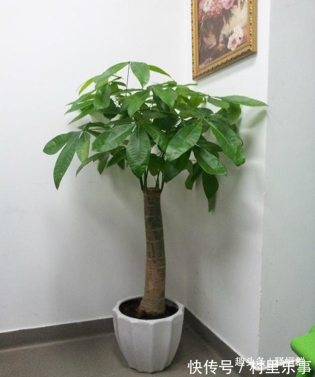 发财树不要扔,学会这个“诀窍”,轻松复活还爆盆