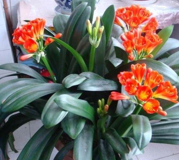 君子兰难开花在盆里埋点“它”,花剑蹭蹭窜,叶子油绿开爆盆!