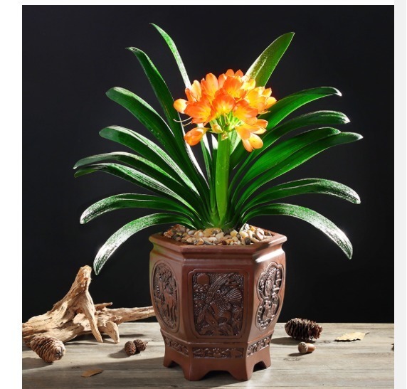 珍珠吊兰|提醒大家回老家瞅见这植物,必定多挖几株,养在卧室,健康无忧