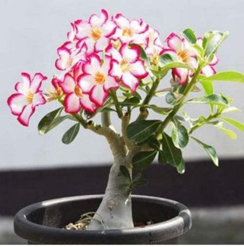 适宜客厅养的3种耐旱花,30天浇一次,茎壮花爆盆,叶子巴掌大