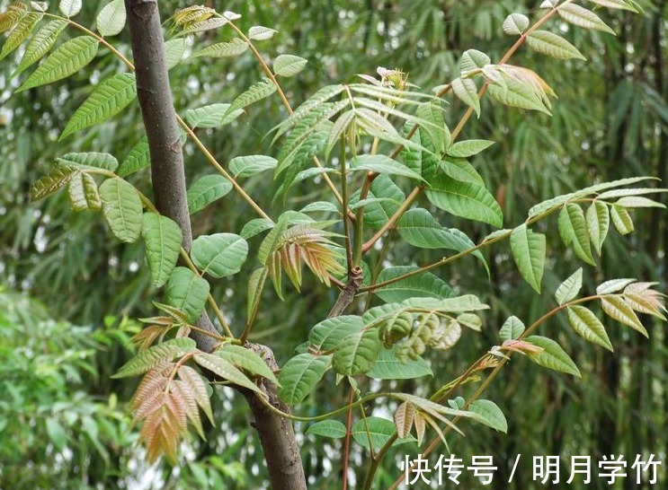 芳香族|立秋后,不妨多吃此野菜,能补阳滋阴,润滑肌肤,早知早受益