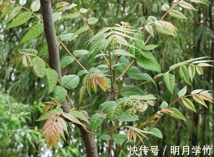 芳香族|立秋后，不妨多吃此野菜，能补阳滋阴，润滑肌肤，早知早受益