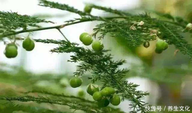 3种盆栽,一个比一个贵,撒下种子,开花一大片,个个都金贵!