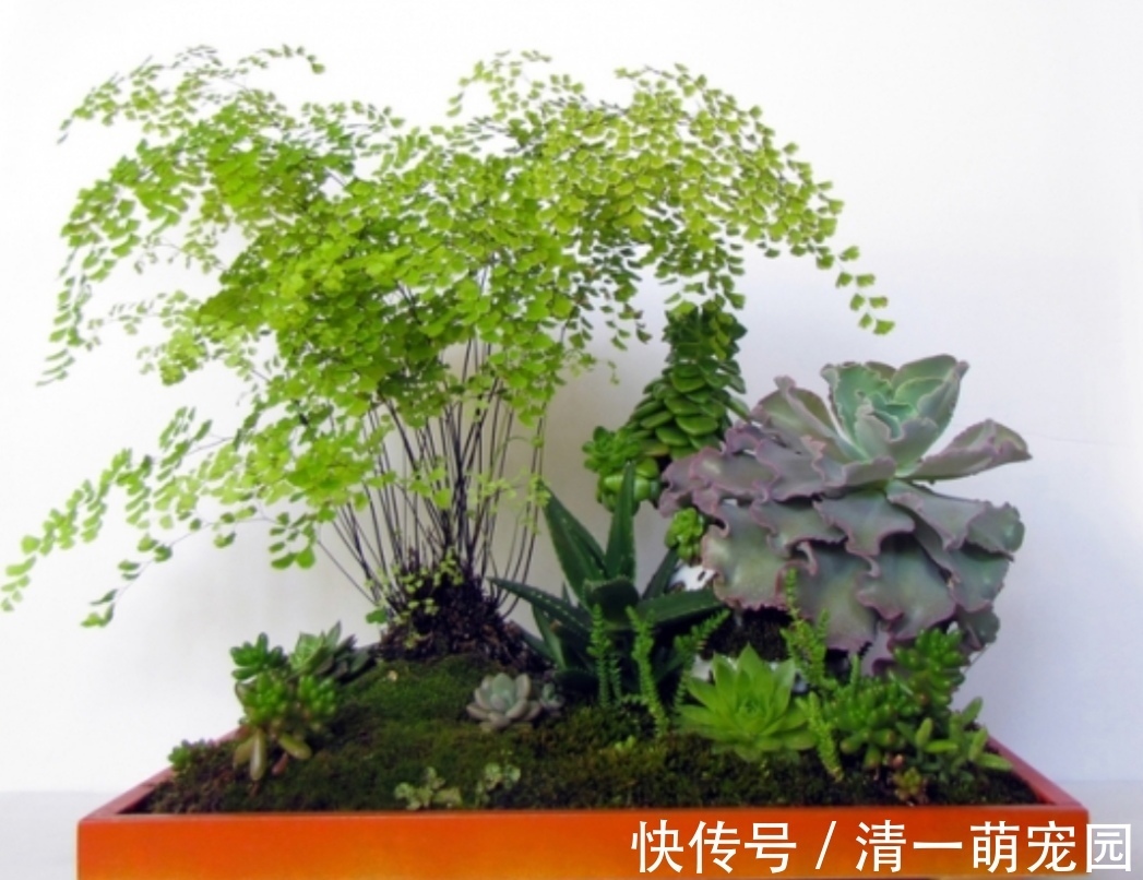 漂亮|5种不起眼的“小草”,挖回来做成盆景,越看越漂亮