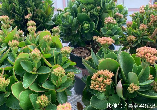 花盆|长寿花盆栽选重瓣品种，这么养护，谁能不喜欢！