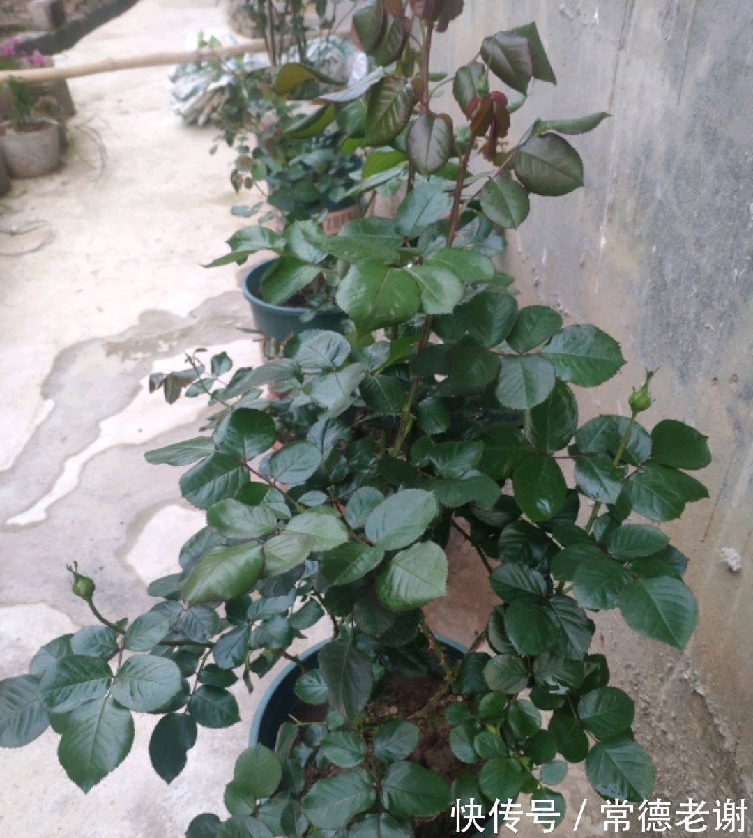 养月季用尿素太多了会怎么样?浅谈氮肥超量使用对月季的忧伤