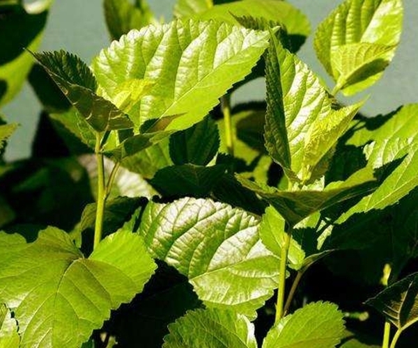 降血糖|桑叶能用好,一定是个宝!不仅降血糖,更有3大好处让人惊喜