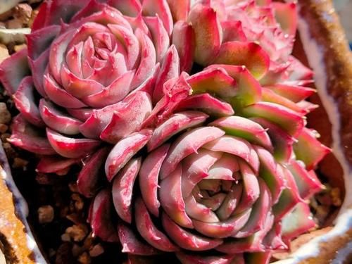 颜值高口碑好的多肉侧影，也叫法兰西玫瑰，出状态像花一样漂亮